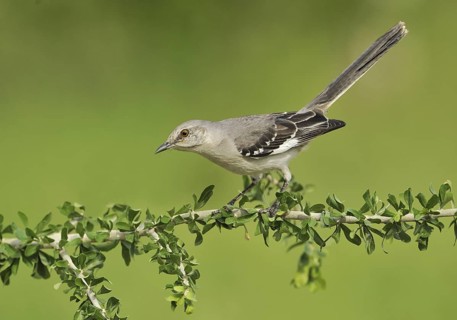 Northern Mockingbird (Mimus polyglottos), Texas, USA