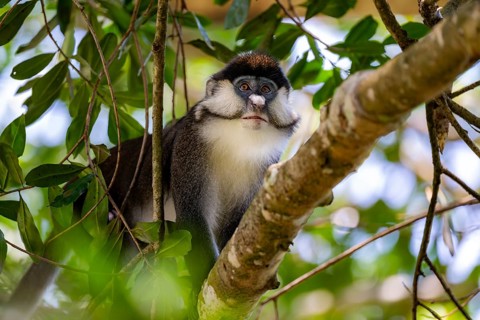 Red-tailed guenon or Congo white-nosed guenon (Cercopithecus ascanius schmidti), sitting on a tree,