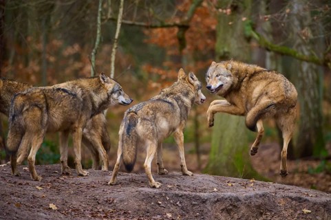 A wolf playfully jumps in front of other wolves in a wooded environment, Wolf (Canis lupus),