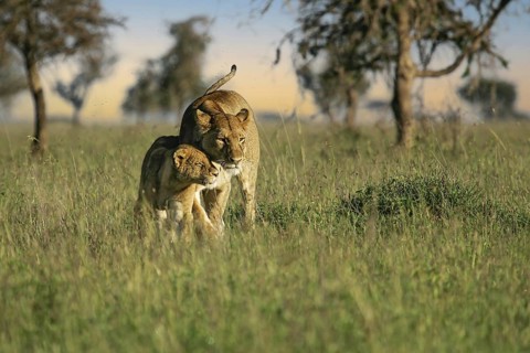 Löwe (Panthera leo) Löwin kuschelt mit Jungtier in Savanne, Serengeti, Tansania | African Lion