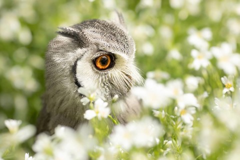 Southern White-faced Owl (Ptilopsis granti) captive, Germany