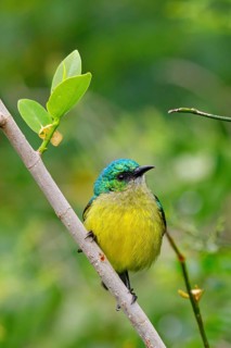 Forest Sunbird, (Anthodiaeta collaris), (Anthreptes collaris), animals, birds, perching, honey