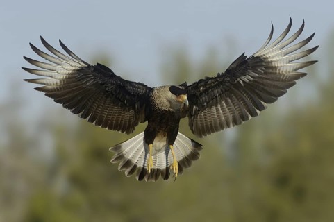 Northern Crested Caracara (Caracara cheriway) flying, Texas, USA