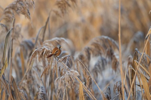 Bearded tit or reedling (Panurus biarmicus) adult male bird on a frosted Common reed (Phragmites