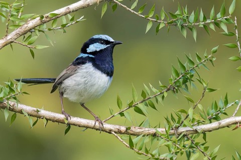 Superb Fairywren (Malurus cyaneus) perched on a branch in eastern Australia