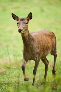 Red deer (Cervus elaphus) hind walking on a meadow, Bavaria, Germany