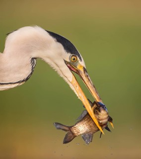 Grey Heron (Ardea cinerea) with fish prey in its beak, Hungary