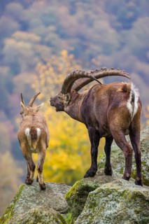 Two ibex (Capra ibex), a male and a female, stand on a rock. The male shows some flehming and