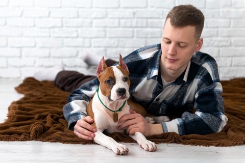 A young Caucasian man comfortably engages with a playful American Staffordshire Terrier puppy at