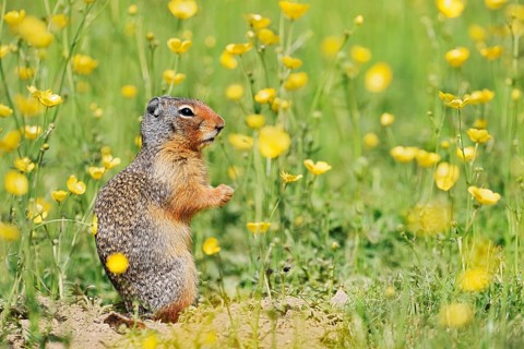Columbia ground squirrel (Urocitellus columbianus, Spermophilus columbianus) in a flower meadow,
