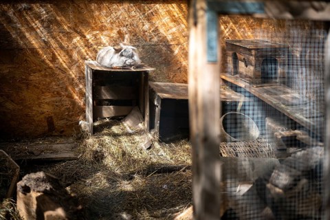 Dwarf rabbit lying on a wooden box in a stable, Stuttgart, Baden-Württemberg, Germany