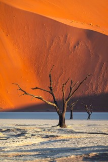 Dead camel thorn trees (Vachellia erioloba), red sand dunes, white salt pan, Dead Vlei, Sossusvlei,