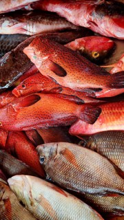 Close-up of fresh red fish, parrotfish (Scarinae) with detailed skins, Mindelo fish market,
