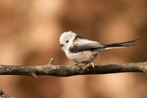 Long-tailed Tit (Aegithalos caudatus) perched on a branch, Bavaria, Germany