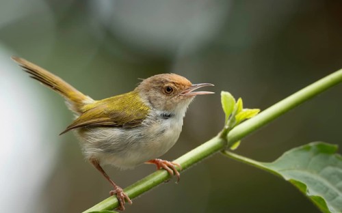 Common Tailorbird (Orthotomus sutorius) perched in a leafy tree, Sreepur, Gazipur, bangladesh