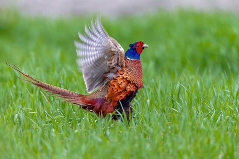 The powerful wing beats of mating pheasant cocks (Phasianus colchicus) often lift them off the