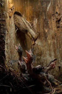 Eurasian Wryneck (Jynx torquilla) feeding chicks in nesting box, Saxony, Germany