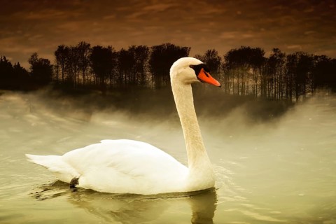 A swan at Weser River, digitally edited, Weser Uplands, Weserbergland, Hesse, Germany