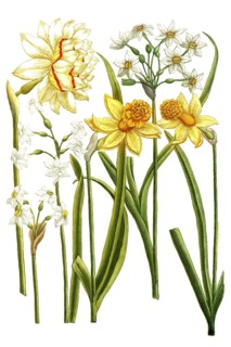 Botany, plants, narcissus, various variants of daffodil