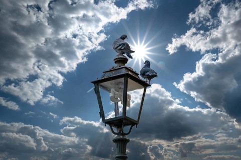 Two pigeons (Columbidae) on a lantern backlit by the sun, Franconia, Bavaria, Germany