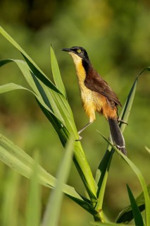 Black-capped Donacobius (Donacobius atricapillius) perched on a branch in the Pantanal region of