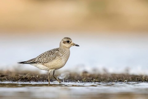 Grey Plover (Pluvialis squatarola), North-Rhine Westphalia, Germany