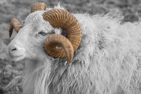 Sheep, male horned Moorschnucke (Ovis aries), black and white, Rehna, Mecklenburg-Vorpommern,