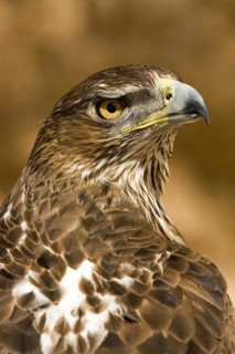 Bonelli's Eagle (Aquila fasciata) female, Castile-La Mancha, Spain