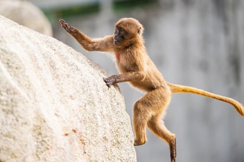 Gelada (Theropithecus gelada) youngster jumping up a rock, captive, Germany