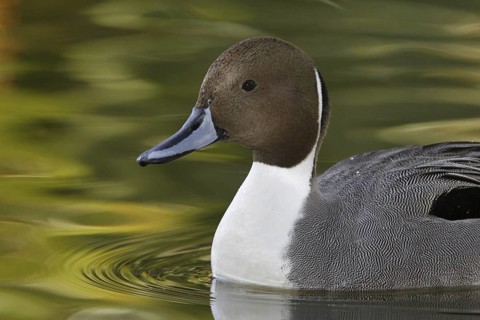 Northern Pintail (Anas acuta) male, Arizona, USA