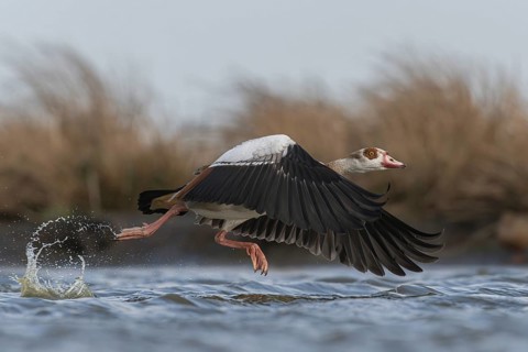 Egyptian Goose (Alopochen aegyptiaca) taking flight, Schleswig-Holstein, Germany