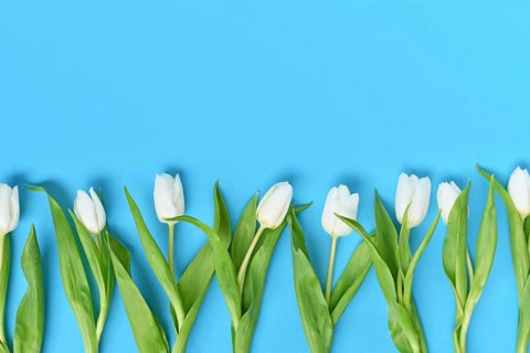 Bunch of white Tulip spring flowers on blue background with copy space