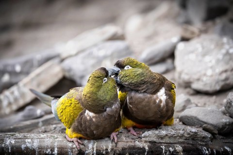 Rock parakeet (Cyanoliseus patagonus), pair on rocky outcrop, courtship display, El Cóndor, Río