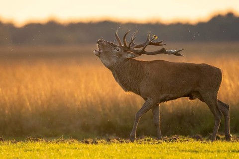 Red deer (Cervus elaphus), rut, Hoenderloo, Gelderland, Netherlands