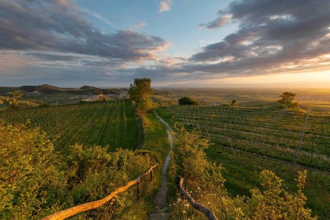 Sunset over vineyards at Mondhalde near Bischoffingen. View towards the Rhine Valley and Vosges