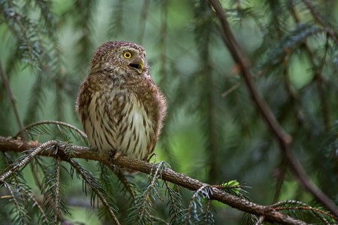 Eurasian Pygmy Owl (Glaucidium passerinum), Saxony, Germany