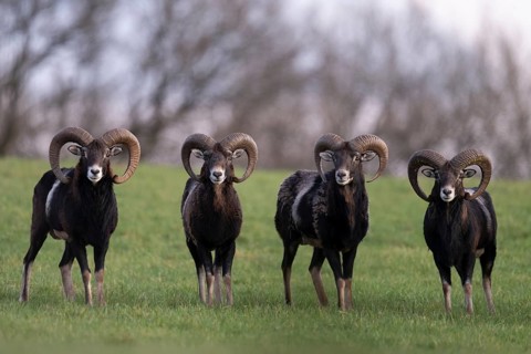 Mouflon (Ovis gmelini), Bitburg, Rhineland-Palatinate, Germany