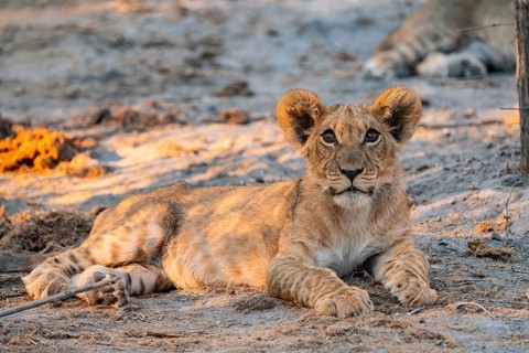 Cub, lion (Panthera leo) lying, Savuti, Chobe National Park, Botswana