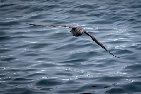Giant petrel (Macronectes giganteus) gliding close to the water surface, frontal view with