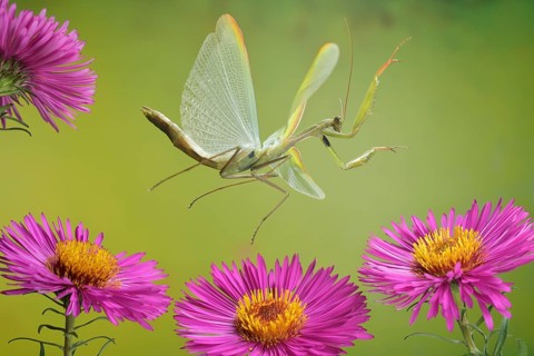 Praying mantis (Mantis religiosa) in flight on the blossoms of the aster