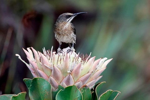 Cape Honeybird (Promerops cafer), adult, male, on flower, Protea, vigilant, Kirstenbosch Botanical