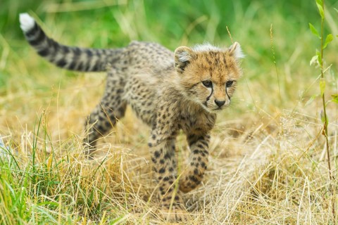 Cheetah (Acinonyx jubatus) youngster walking on a meadow, captive, occurrence Africa