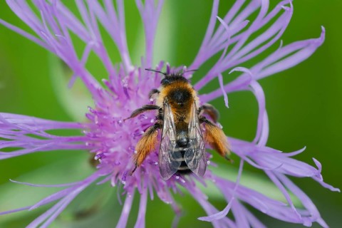 Brown-rumped trouser bee (Dasypoda hirtipes) on knapweed flower, Lower Saxony, Germany