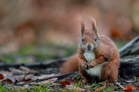 Attention guarantees the squirrel (Sciurus vulgaris) a longer life, because it has many enemies to