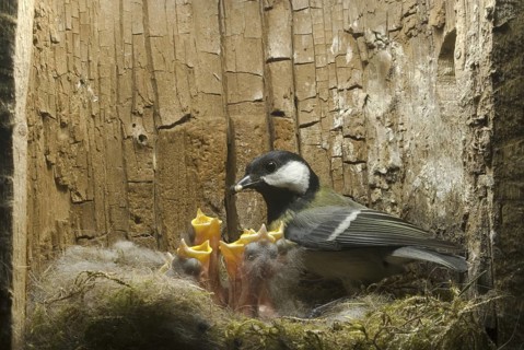 Great Tit (Parus major), Saxony, Germany