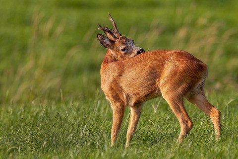 A roe buck (Capreolus capreolus) grooming, leaf time, mating season, August, Germany