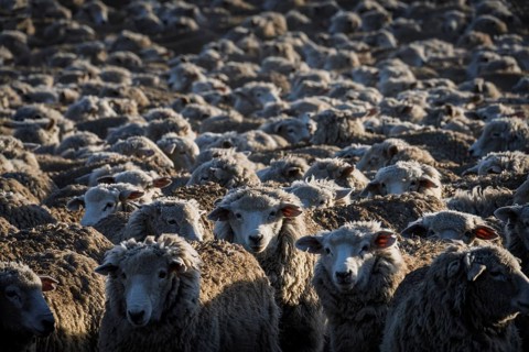 Domestic sheep (Ovis gmelini aries), large herd densely packed in the morning light on an estancia,