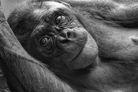 Animal portrait bonobo, pygmy chimpanzee (Pan paniscus), animal, primate, great ape, endangered