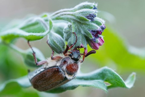 Male wood cockchafer (Melolontha hippocastani) on the flower of the common hound's tongue