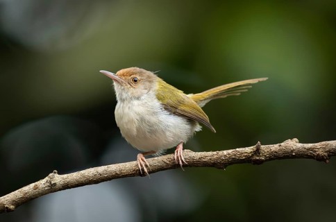 Common Tailorbird (Orthotomus sutorius) perched on a slender branch, Sreepur, Gazipur, bangladesh
